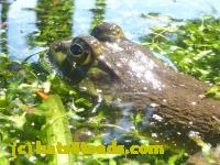 /home//u458753944/public_html/sourcegallery//Frogs/More bullfrogs/P1100102.JPG